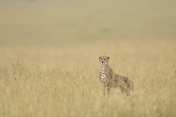 Marchegiani, Roberto: Cheetah