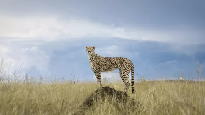 Marchegiani, Roberto: Cheetah