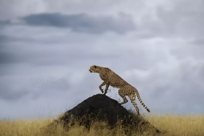 Marchegiani, Roberto: Cheetah and termites