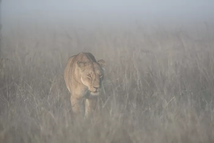 Marchegiani, Roberto: Lionesse