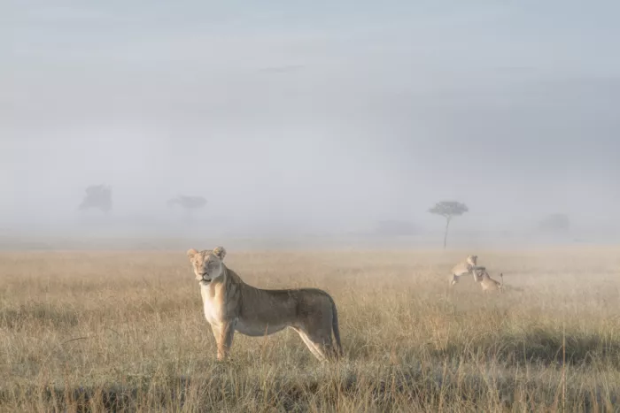 Marchegiani, Roberto: Lionesse
