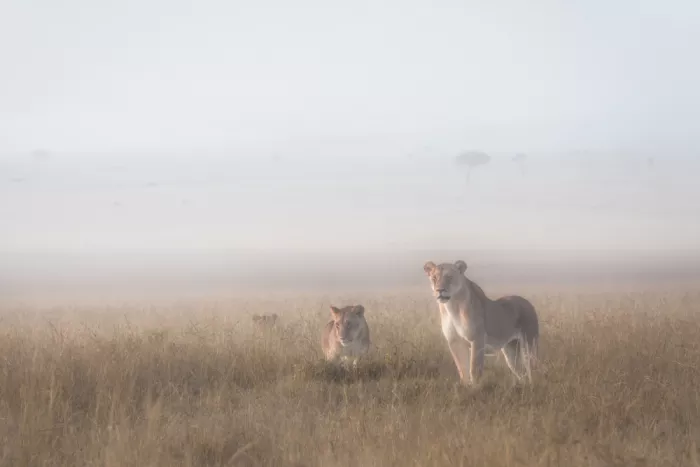 Marchegiani, Roberto: Lionesse in the fog