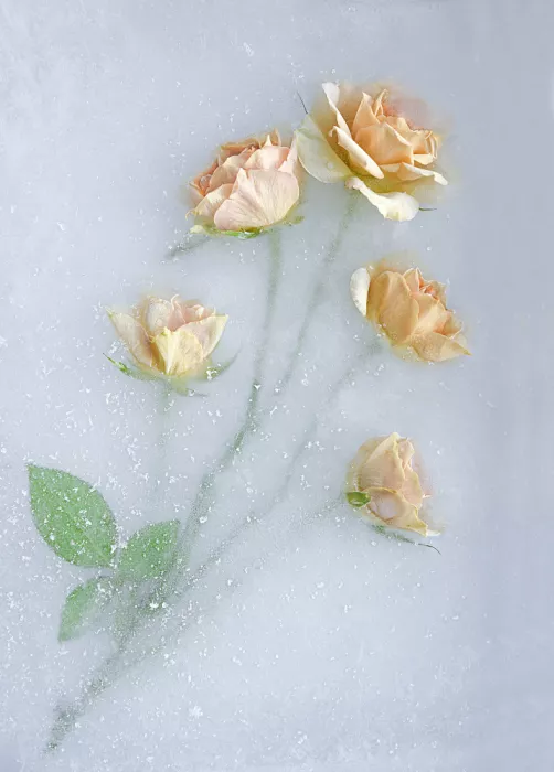 Uranga, Pedro: Yellow Roses.