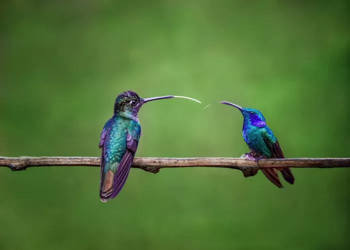 Wang, Ti: Friends