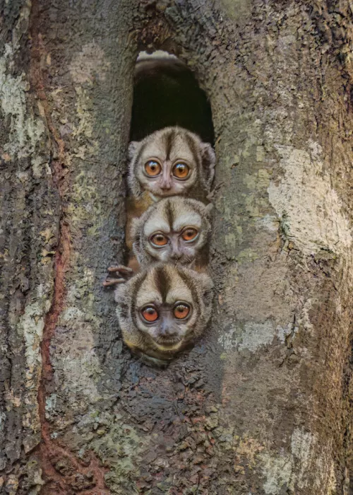 Cai, James: Night Owl Monkeys