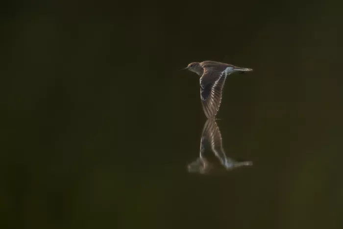 Dhesi, Rajat: Reflejo