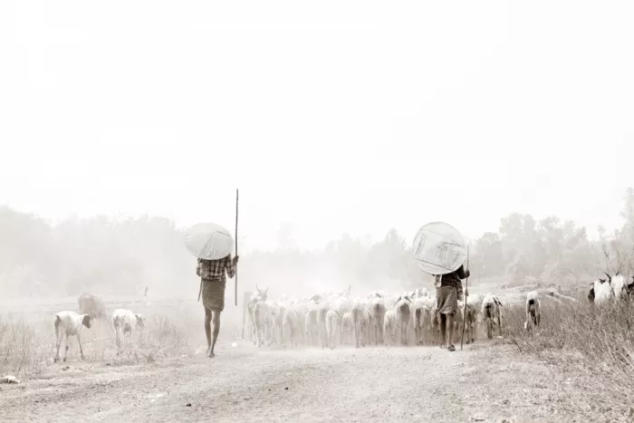 Cavalli, Giovanni: Herdsmen, sheep (and a bird to discover)