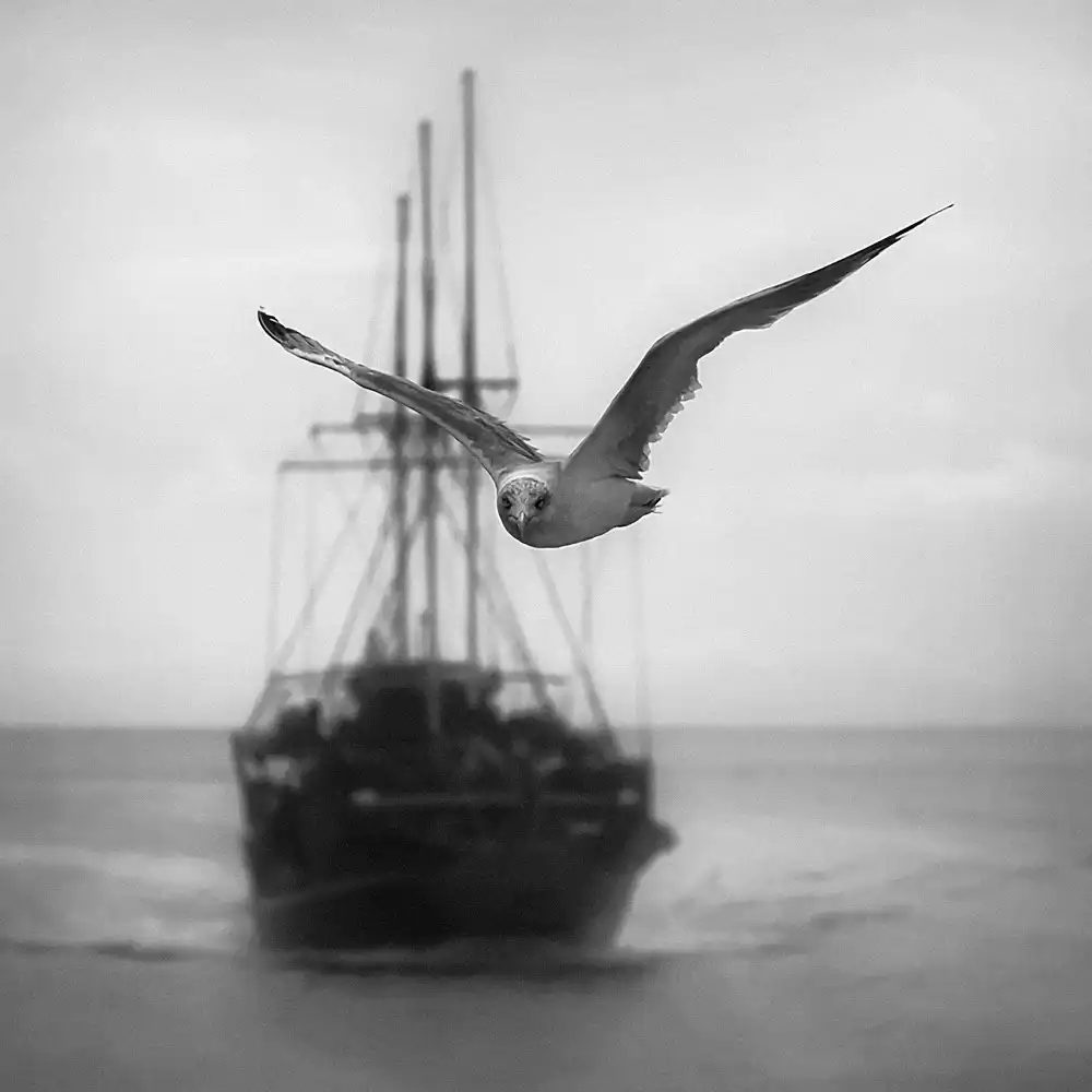 Bosogea-Tudor, Ileana: Seagull