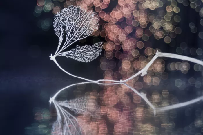 Kowatari, Shihya: Beauty of Imperfection