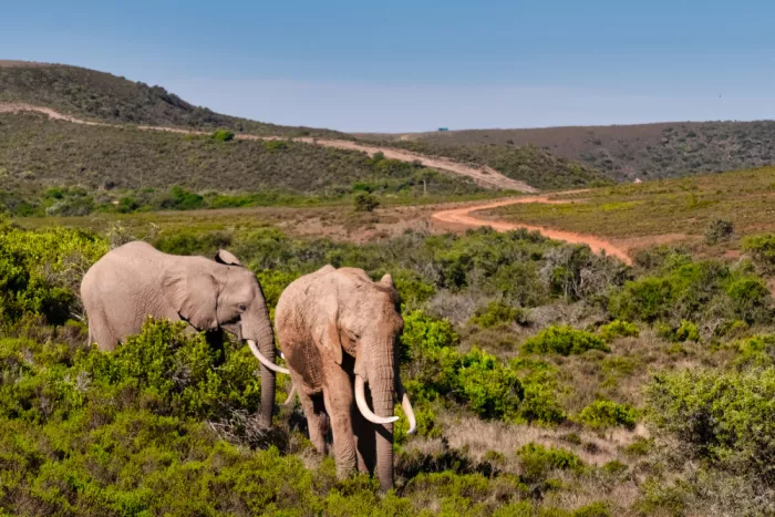 Edwards, Dan: African elephants walking in the bush