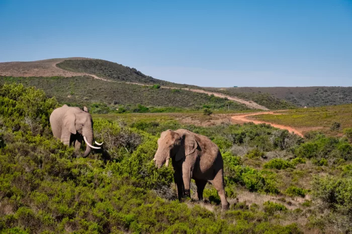 Edwards, Dan: African elephants in the african bush