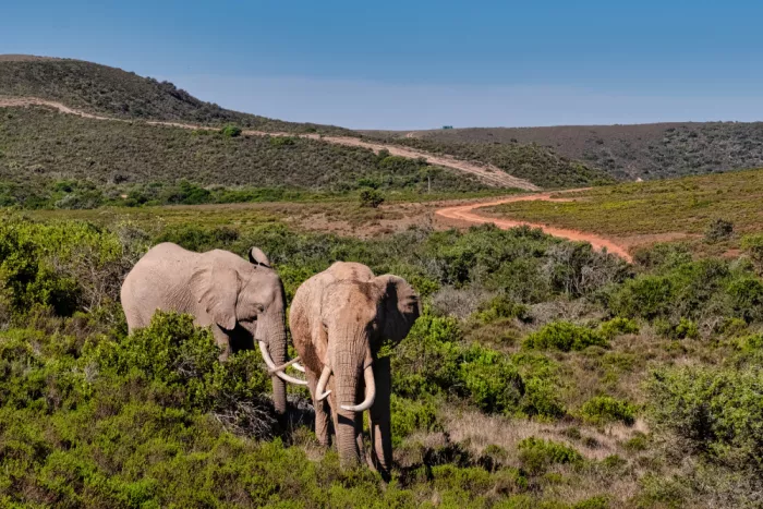 Edwards, Dan: Elephants walking across the african bush