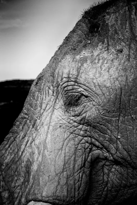 Edwards, Dan: Elephants face