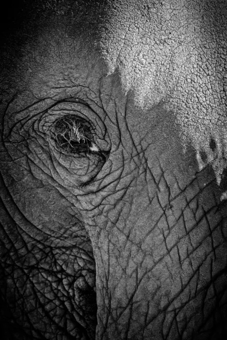 Edwards, Dan: black and white close up of an elephants eye