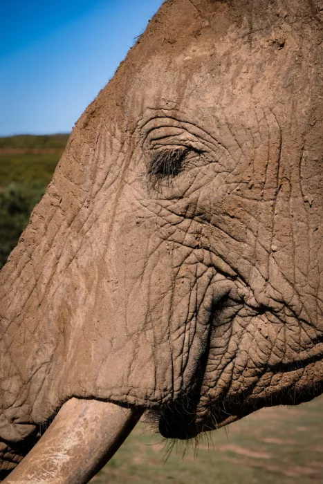 Edwards, Dan: Close up of an elephants face