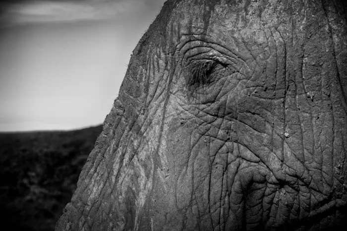 Edwards, Dan: Black and white close up of an elephants face