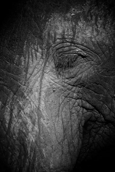 Edwards, Dan: Black and white close up of an elephants eye