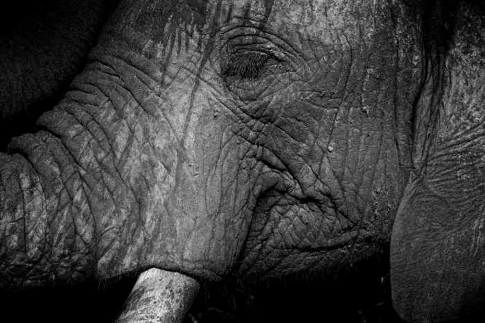 Edwards, Dan: Black and White Close up of an Elephants face