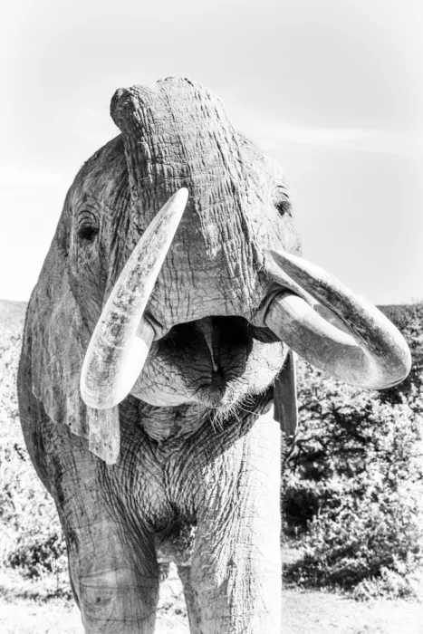 Edwards, Dan: Black and White image of an African Elephant