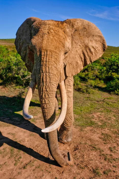 Edwards, Dan: African Elephant
