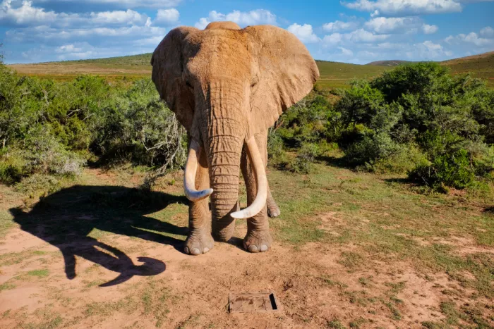 Edwards, Dan: African Elephant
