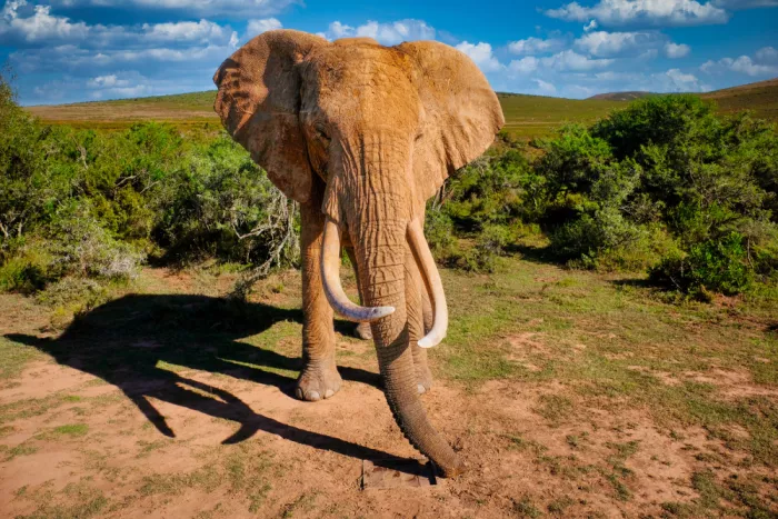 Edwards, Dan: African Elephant