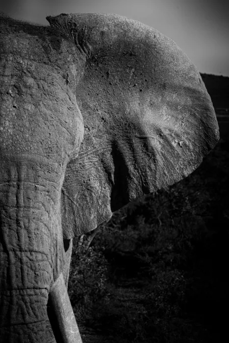 Edwards, Dan: Black and White Close up Image of an African Elephant