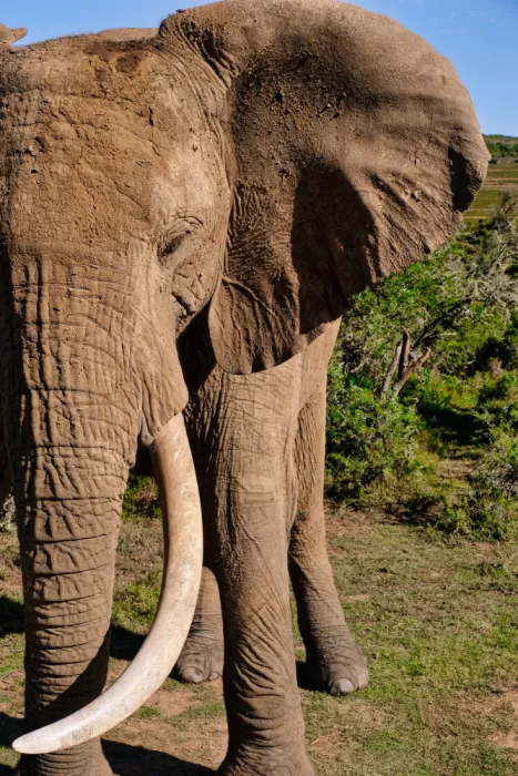 Edwards, Dan: Close up of an African Elephant