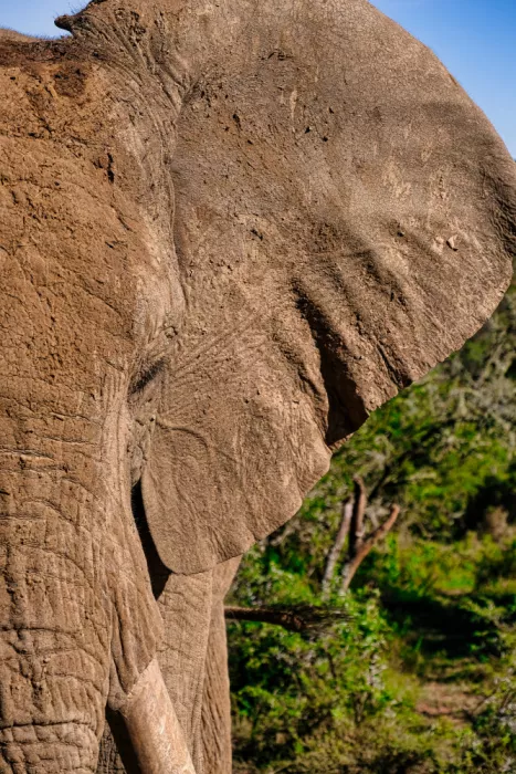 Edwards, Dan: Close up of an African Elephant