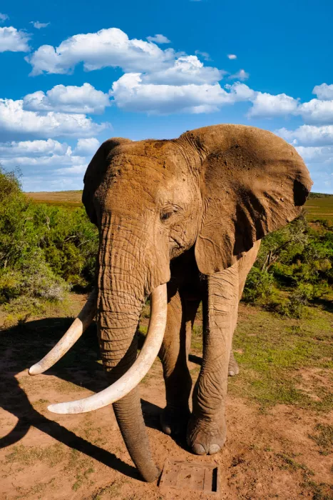 Edwards, Dan: African Elephant