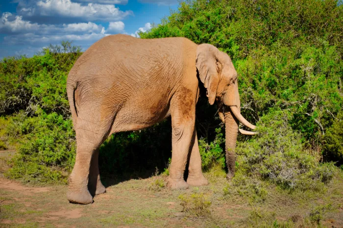 Edwards, Dan: African Elephant