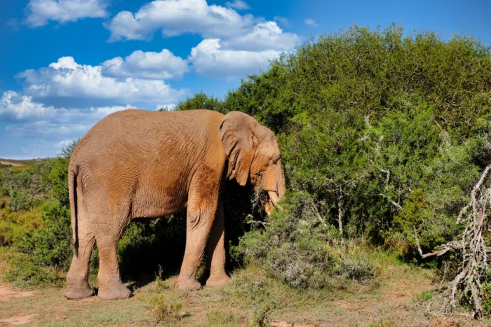 Edwards, Dan: Elephant Eating