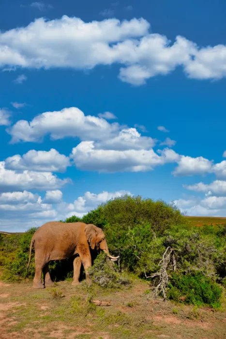 Edwards, Dan: African Elephant Eating