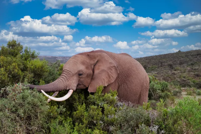Edwards, Dan: African Elephant Eating