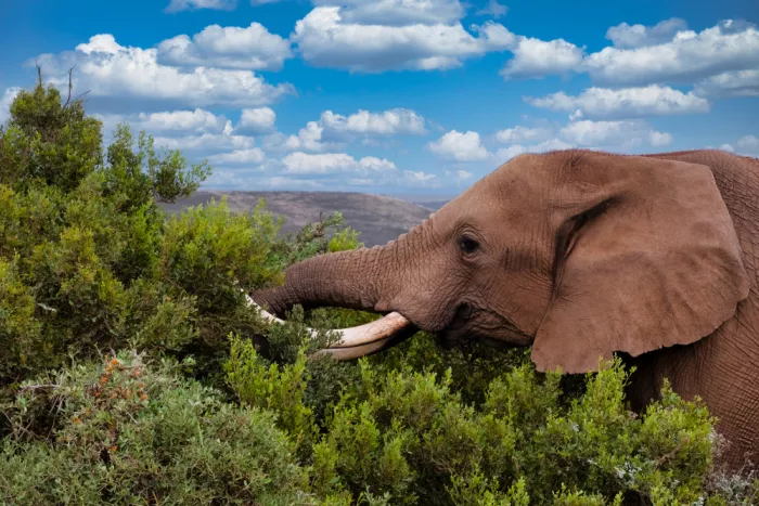 Edwards, Dan: African Elephant Eating