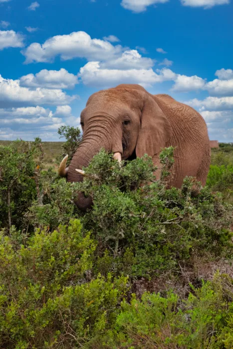 Edwards, Dan: African Elephant Feeding