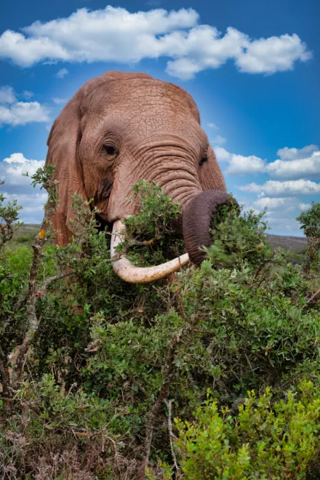 Edwards, Dan: African Elephant feeding