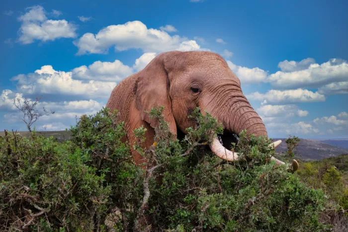 Edwards, Dan: African Elephant Feeding