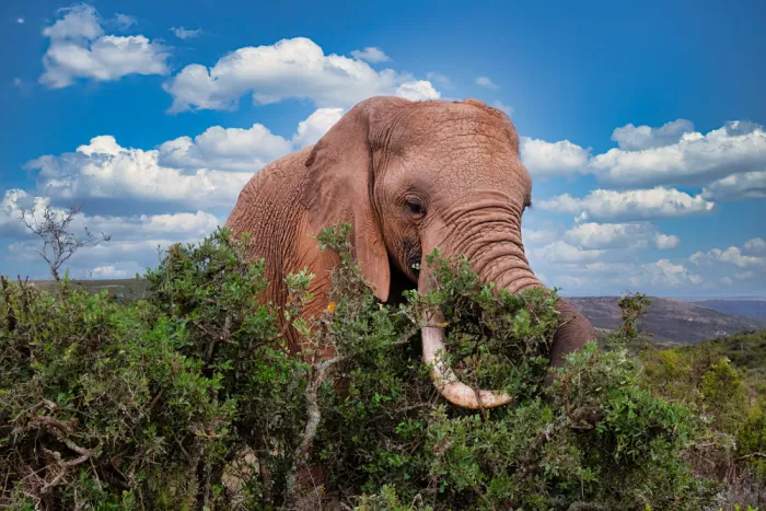 Edwards, Dan: African Elephant eating