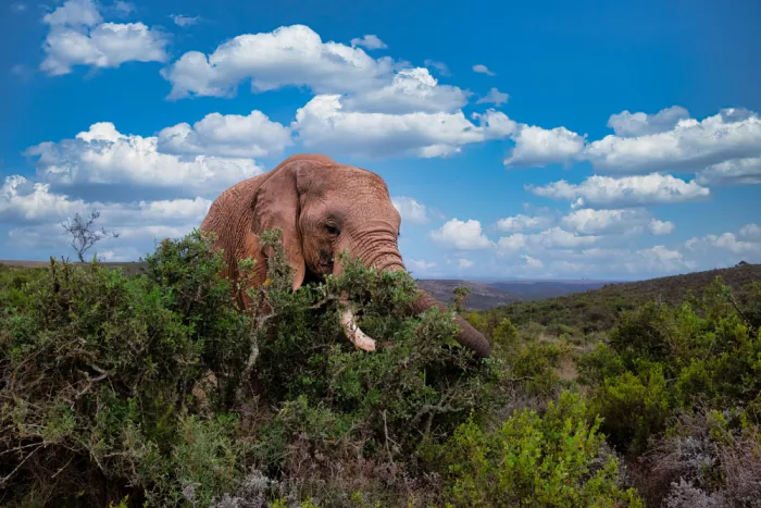 Edwards, Dan: African Elephant feeding in the African bush