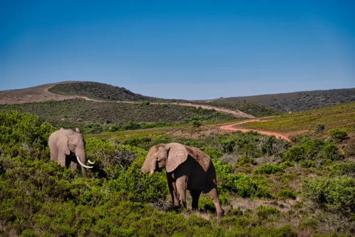 Edwards, Dan: Two African Elephants in the African Bush