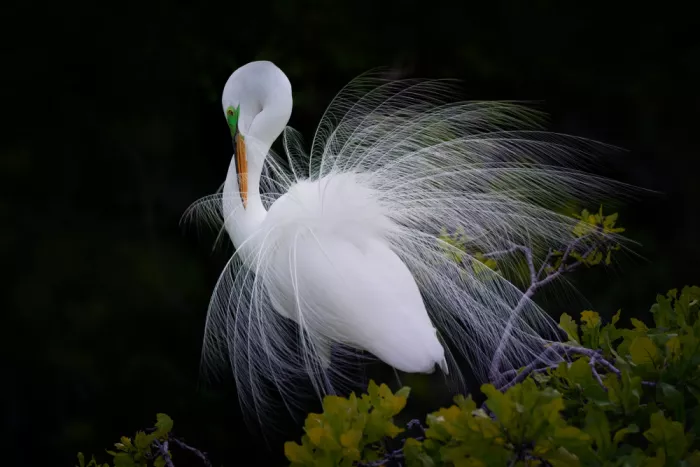 Xu, Sheila: Preening