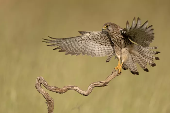 levi, nissim: Falcon