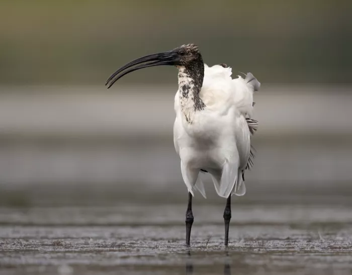 Barisone, Marco: Heiliger Ibis