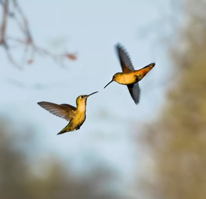 NanZ: Hummingbirds