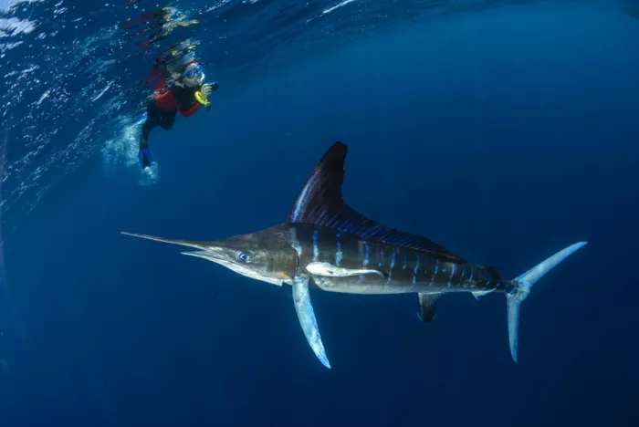 Izzotti, Andrea: Gestreifter Marlin