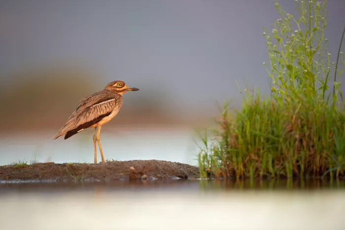 Pozzi, Marco: Oiseau au coucher du soleil