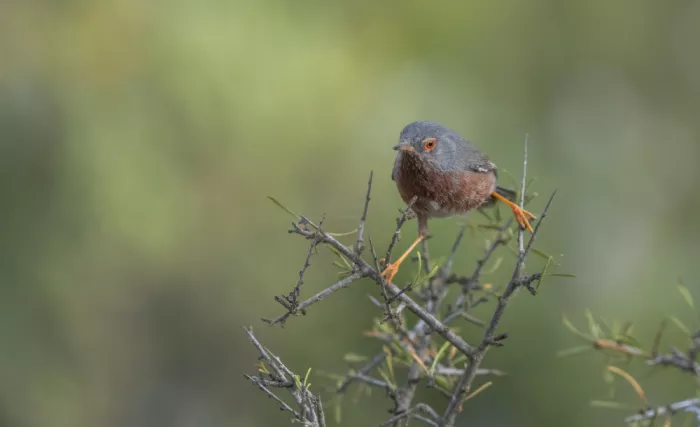 Tortajada, Ezequiel: Datford Warbler (Sylvia undata)
