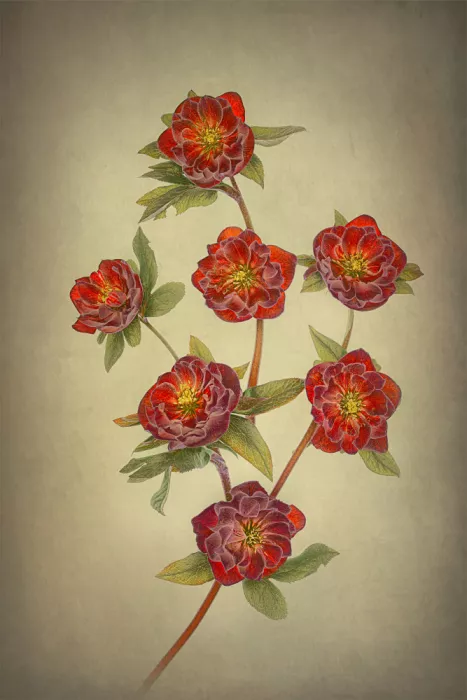 Jacobs, Lydia: Double Queen Hellebores