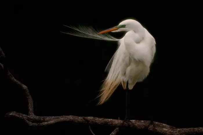 Xu, Sheila: The beautiful feather
